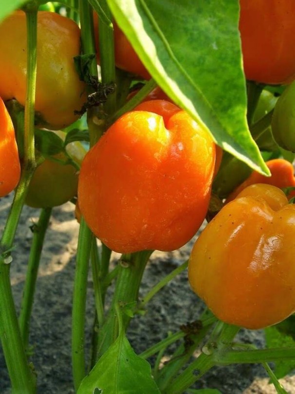 Arany csengettyű paprika - Édespaprika ritkaságok az Egzotikus Növények Stúdiója kínálatában
